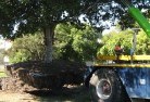 Australia Plainstree-felling-services-4.jpg; ?>